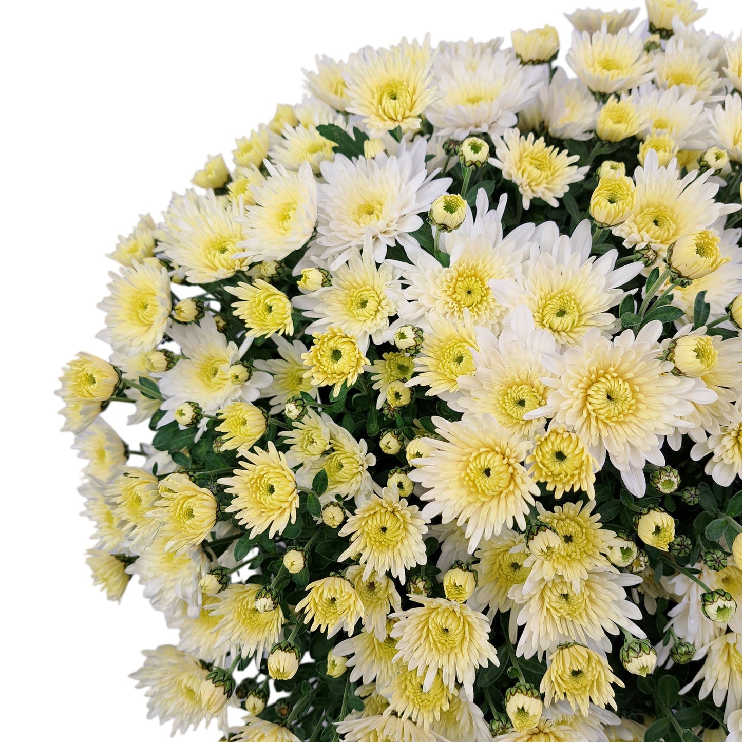 Slovenská chryzantéma 50cm - maslová ihlicová