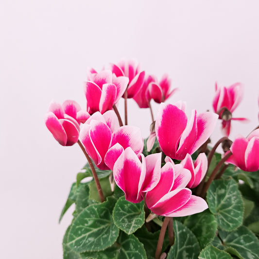 Farebné cyklamény mix