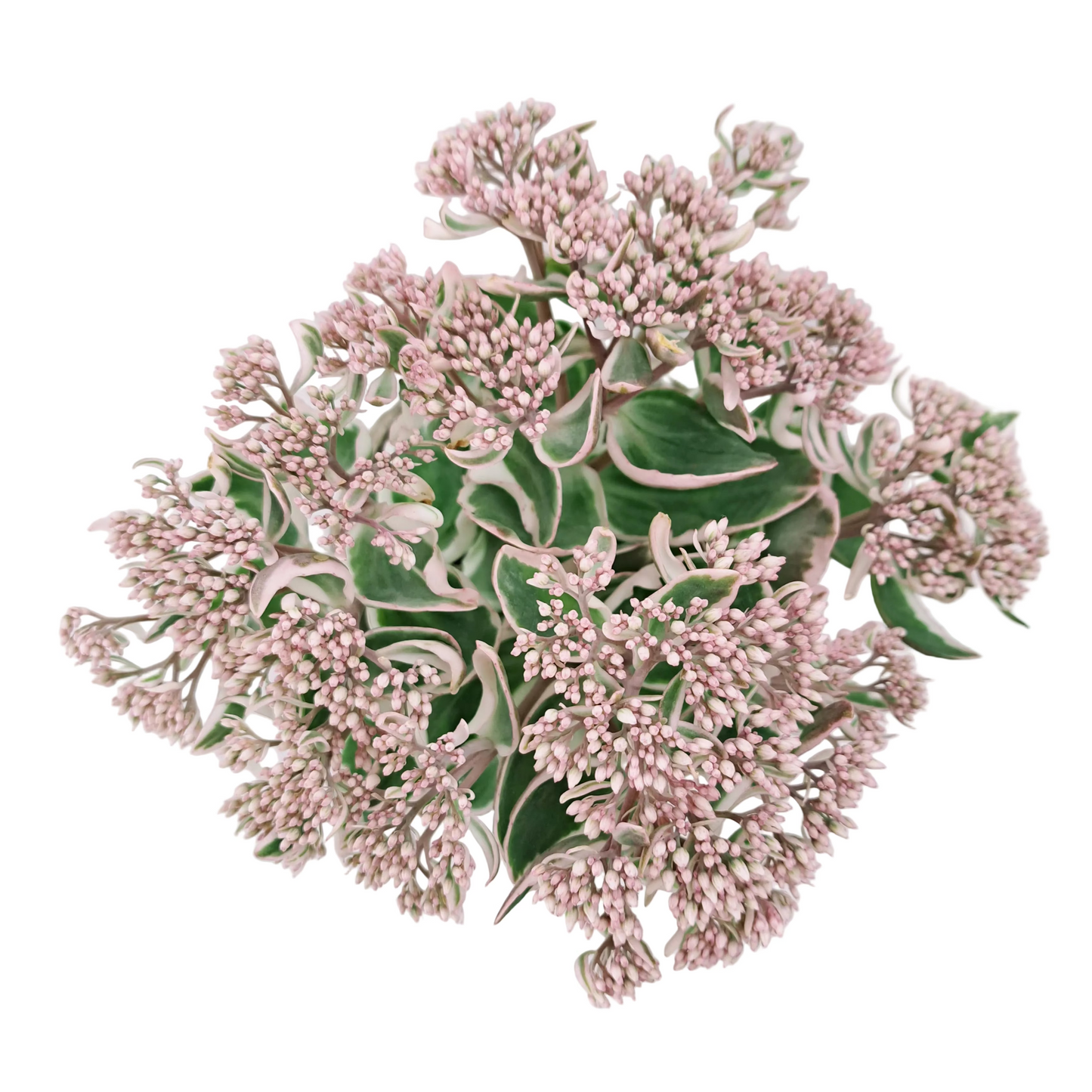 Sedum Telephium 'La Vie en Rose'