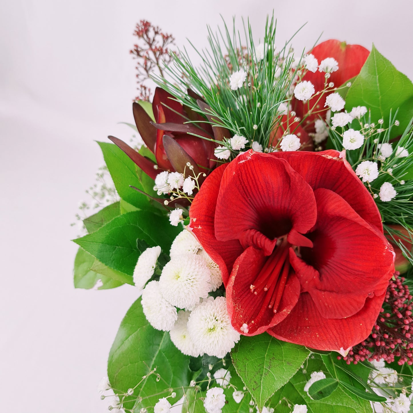 Červený amarylis pre radosť