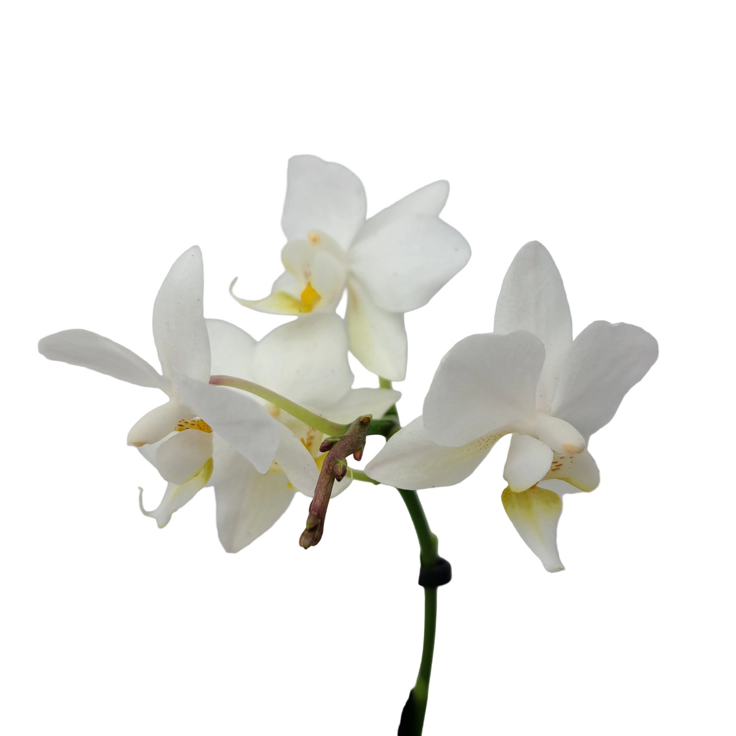 Orchidea mini 25cm Snow Pearl