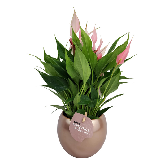 Donáška kvetov - Antúria perfection ružová 25cm v keramickom kvetináči "Rose Gold" - slovenske-kvety.sk