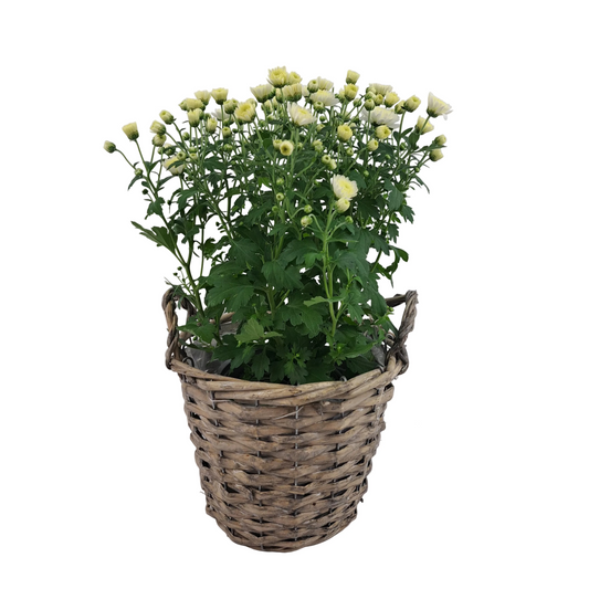 Chryzantéma Biela - Care