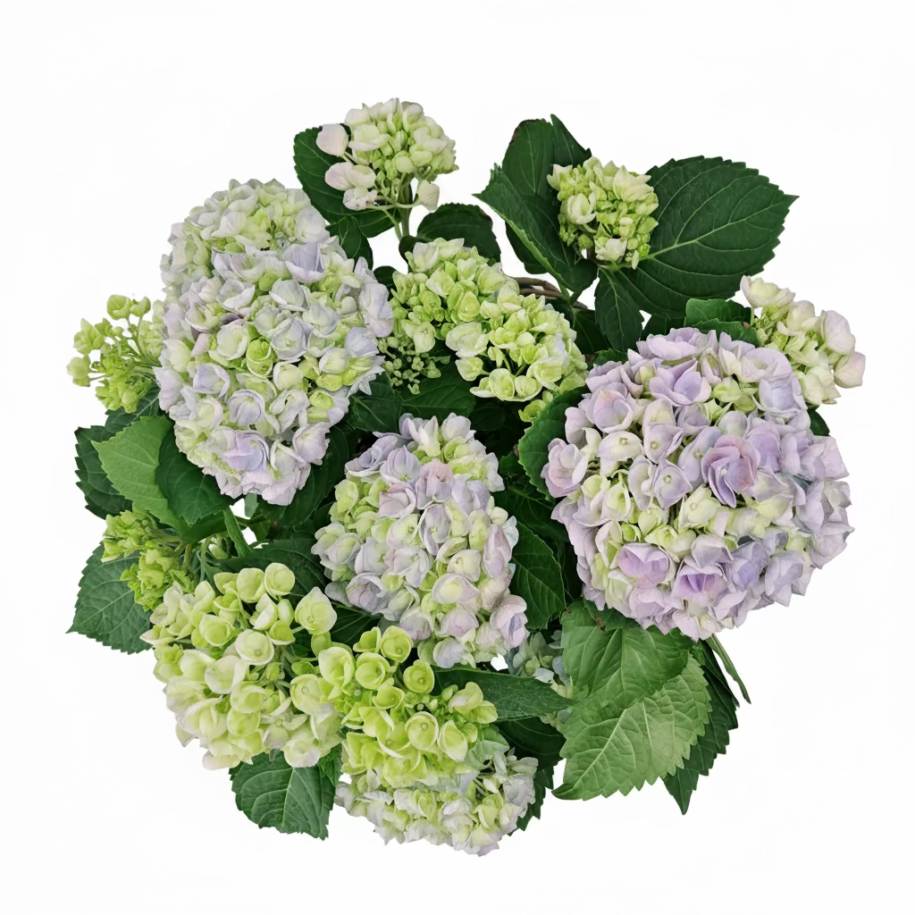 Hortenzia modrá 40cm