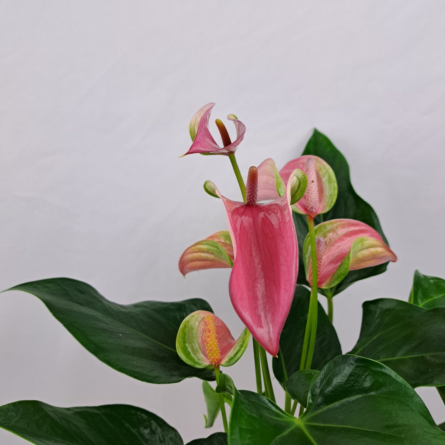 Antúria ružová 40cm