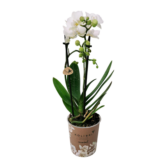 Donáška kvetov - Orchidea mini Colibri Mineral - White Pearl - slovenske-kvety.sk
