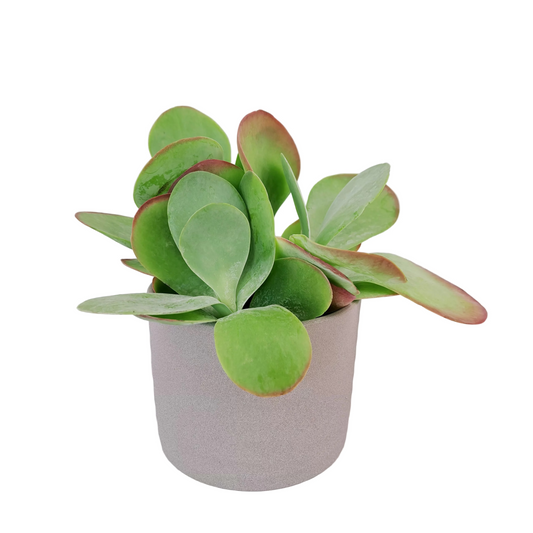 Kalanchoe Thyrsiflora „Paddle Plant“