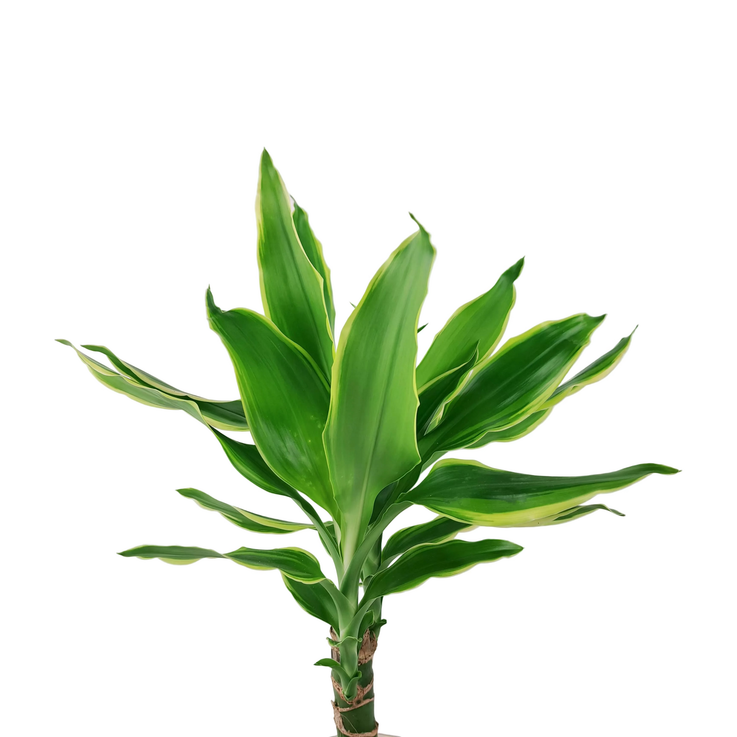 Dracaena 'White Stripe' 40cm