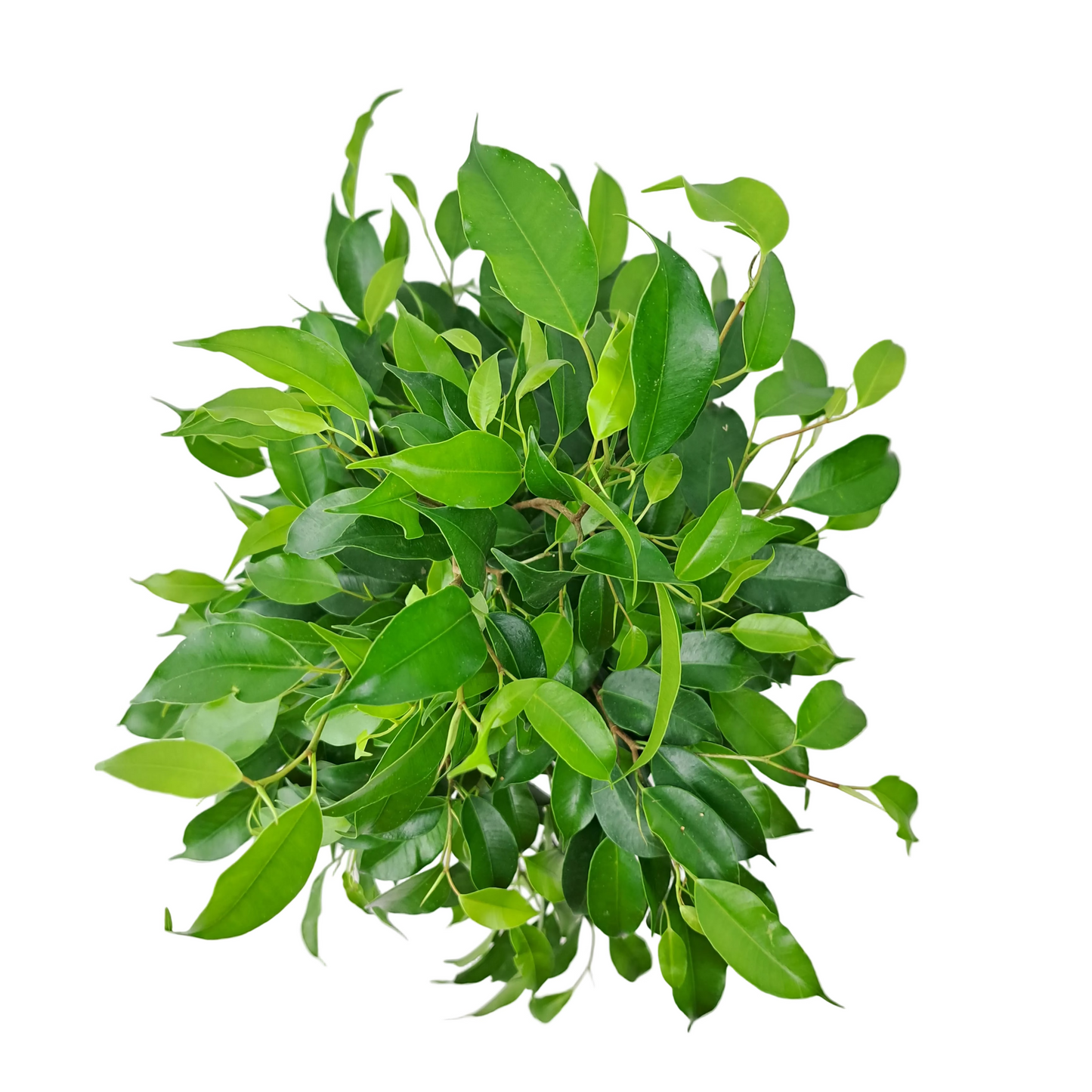 Ficus benjamina 35 cm