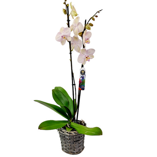 Orchidea 2-stonková 60cm Ivana