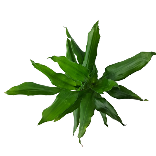 Donáška kvetov - Dracéna deremensis 'Green' 45 cm - slovenske-kvety.sk