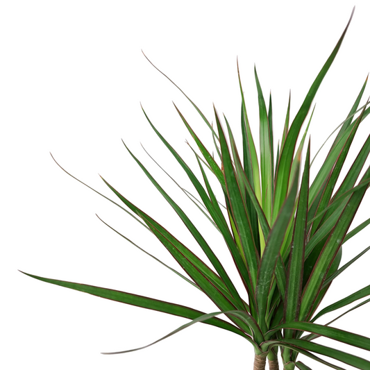 Donáška kvetov - Dracaena marginata 'Bicolor' 45cm - slovenske-kvety.sk