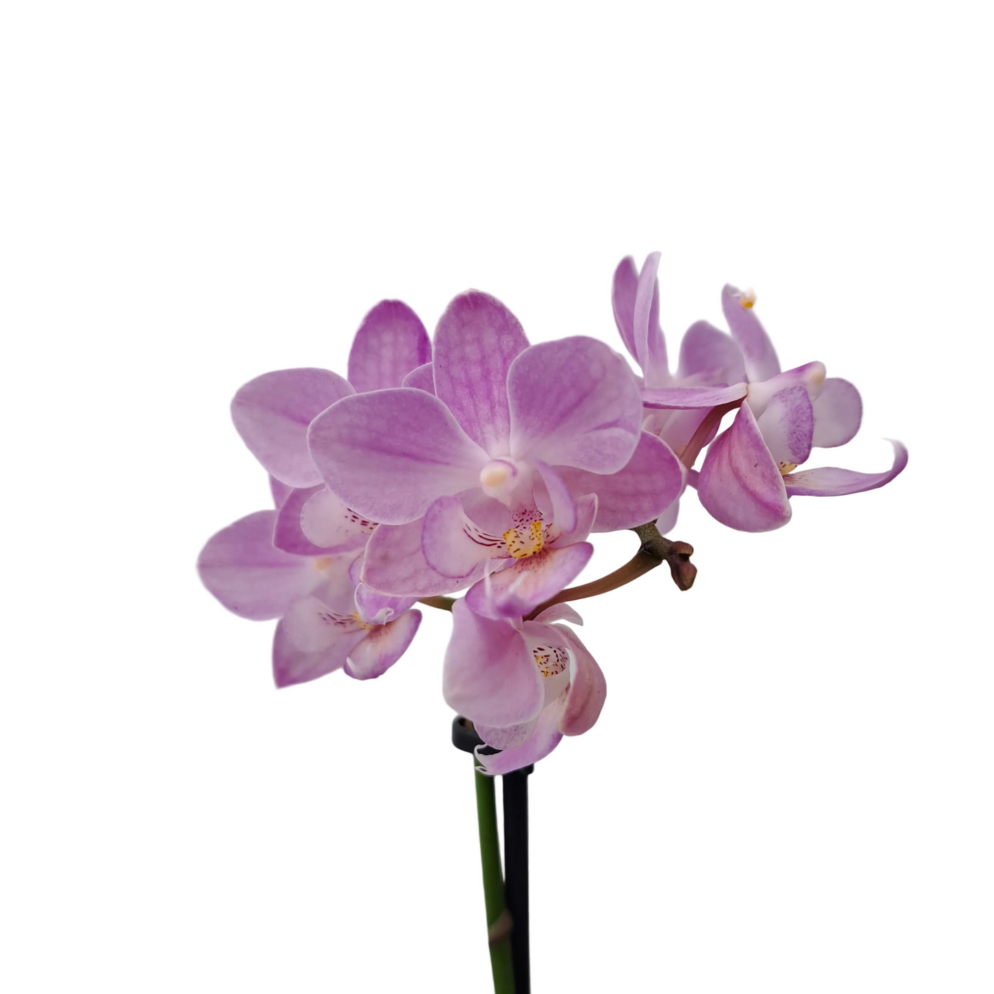 Orchidea mini 25cm Pink Mist