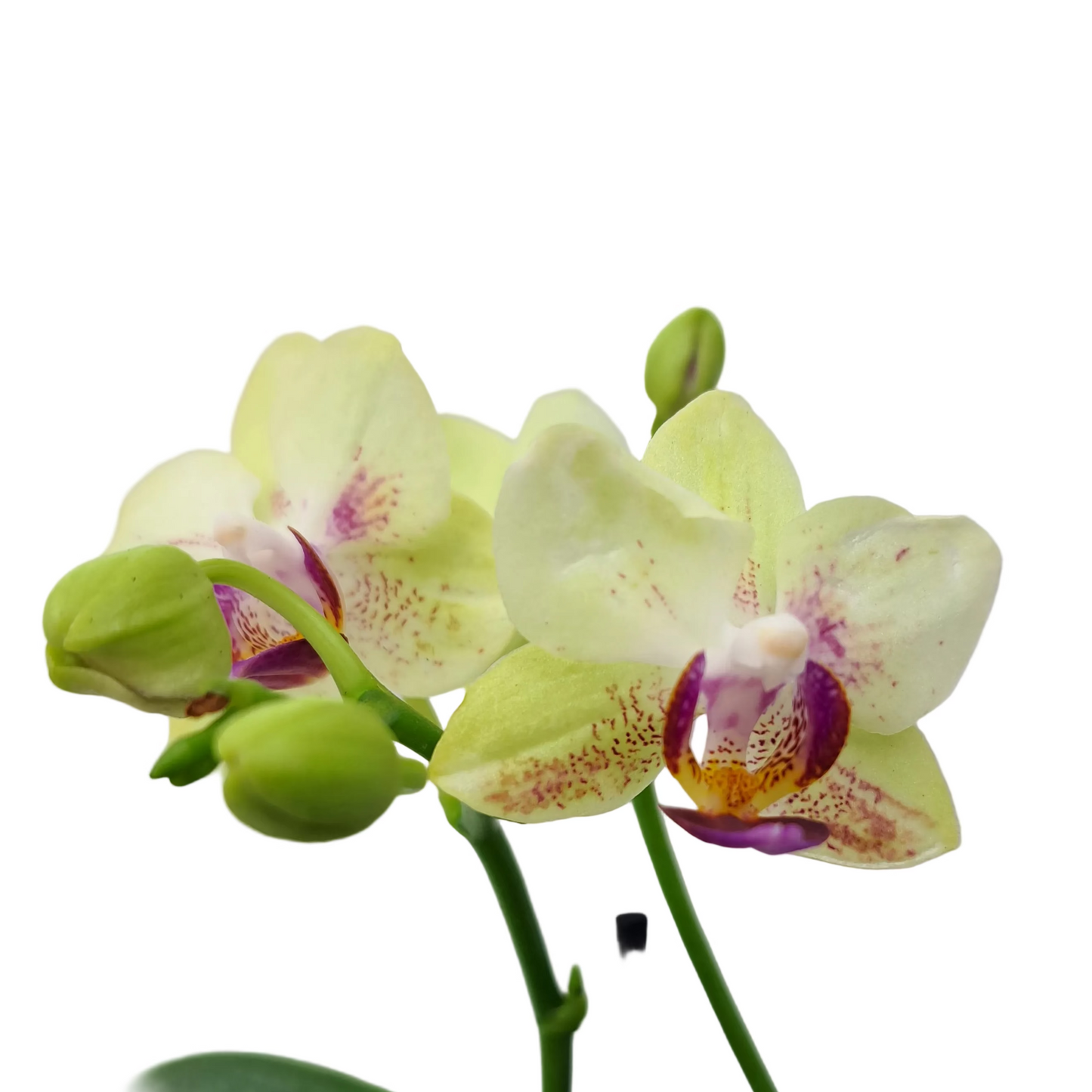 Orchidea mini 25cm Lime Glow