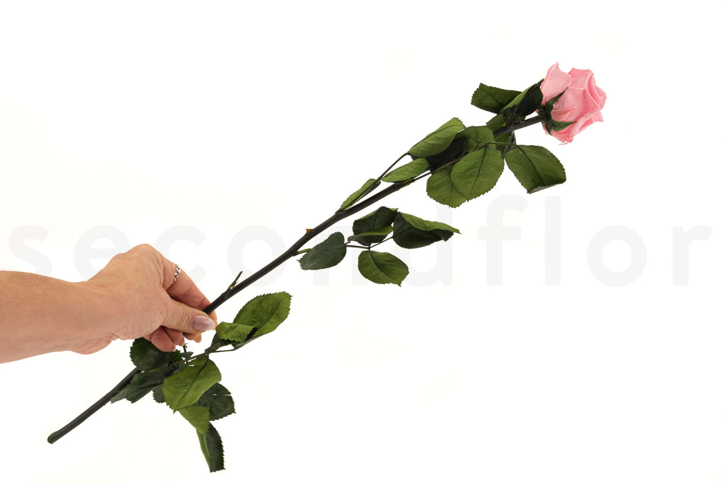 Stabilizovaná ruža na stonke - ETERNAL Flowers