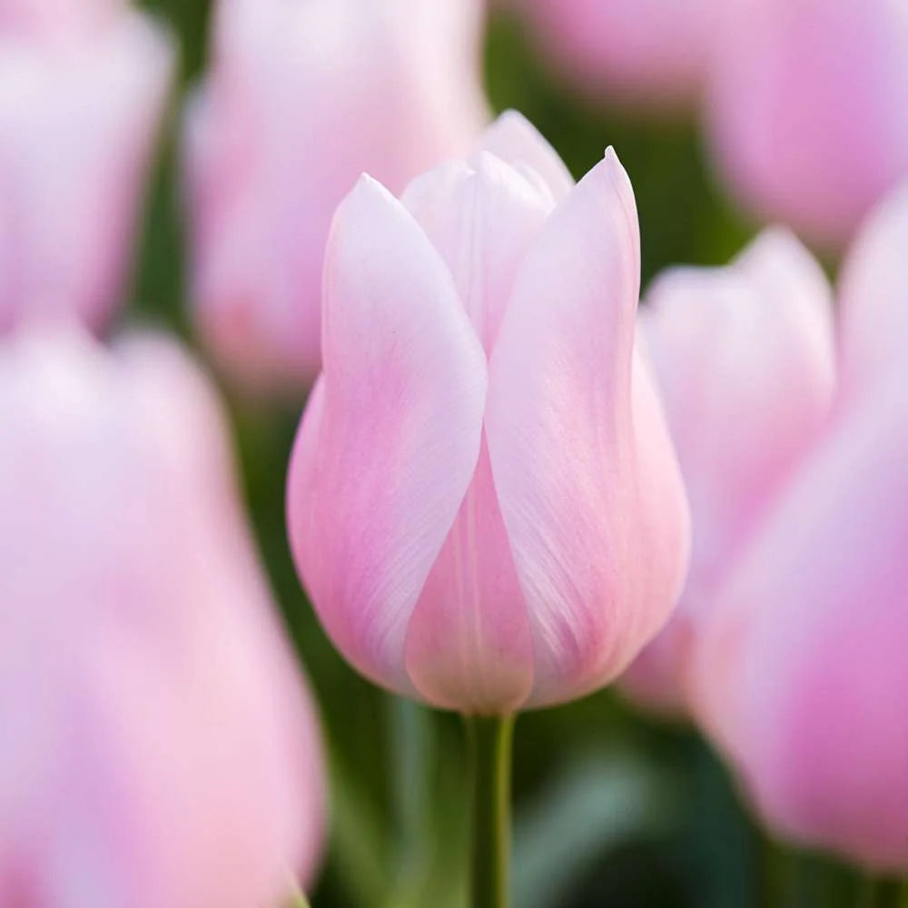 Tulipán Gabriella