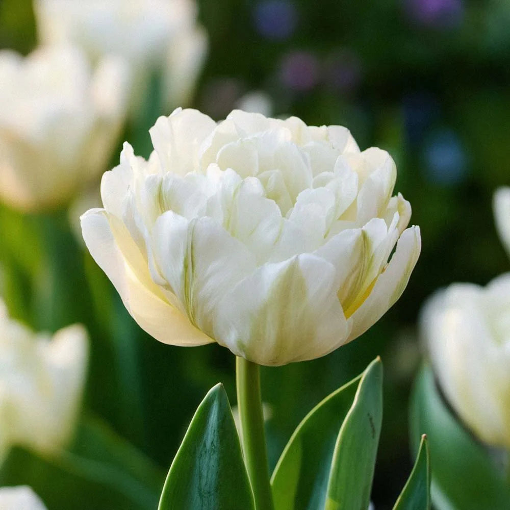 Tulipán Mount Tacoma