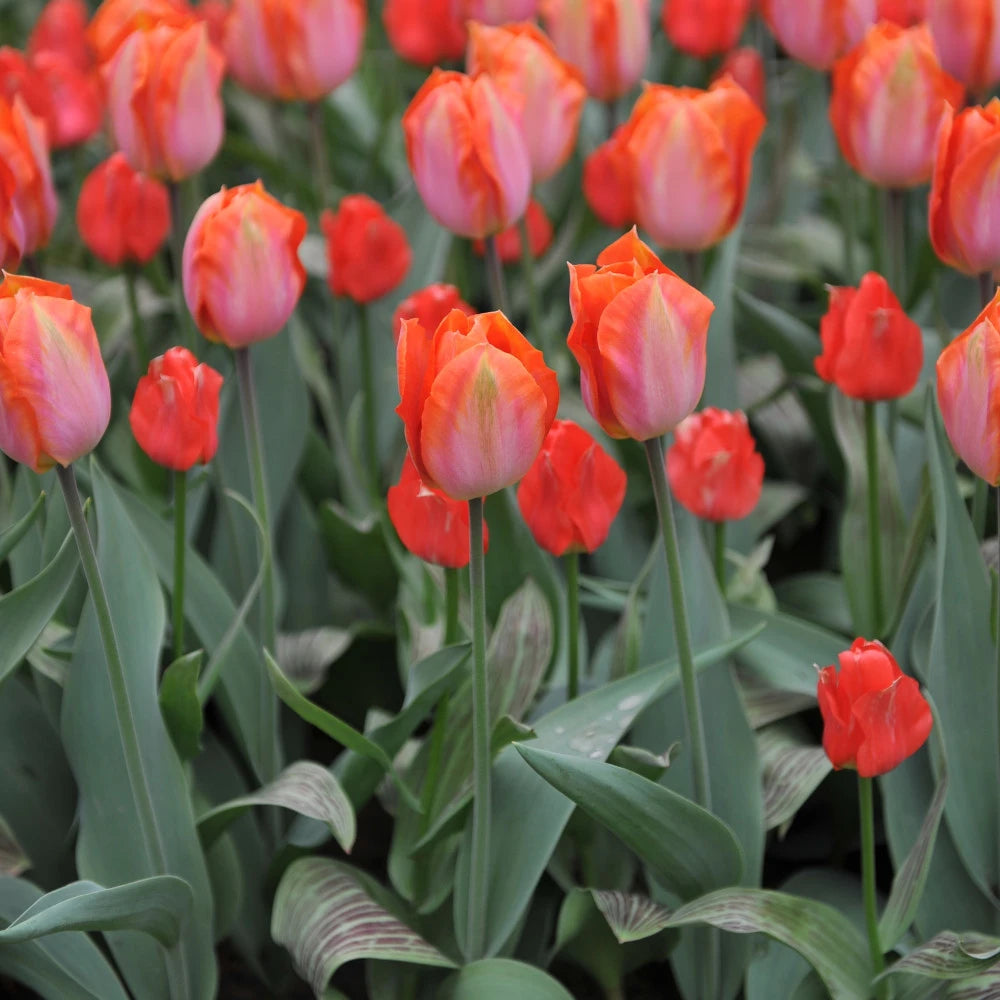 Tulipán Oratorio