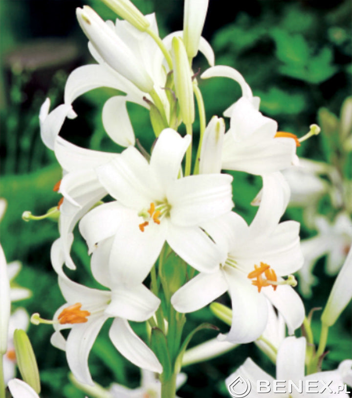 Donáška kvetov - Liečivá ľalia - Lilium Candidum - slovenske-kvety.sk