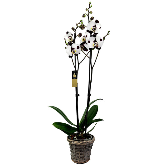 Donáška kvetov - Orchidea 2-stonková 65cm Mária - slovenske-kvety.sk