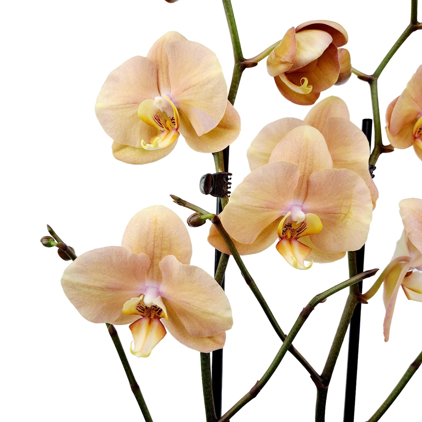 Orchidea 2-stonková 65cm Alžbeta marhuľová