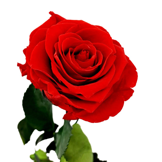 Donáška kvetov - Stabilizovaná ruža na stonke - ETERNAL Flowers - slovenske-kvety.sk