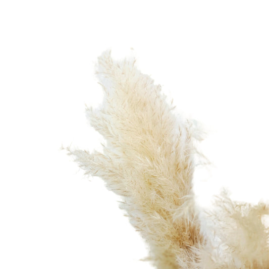 Donáška kvetov - Pampa, kortdéria 5ks - slovenske-kvety.sk