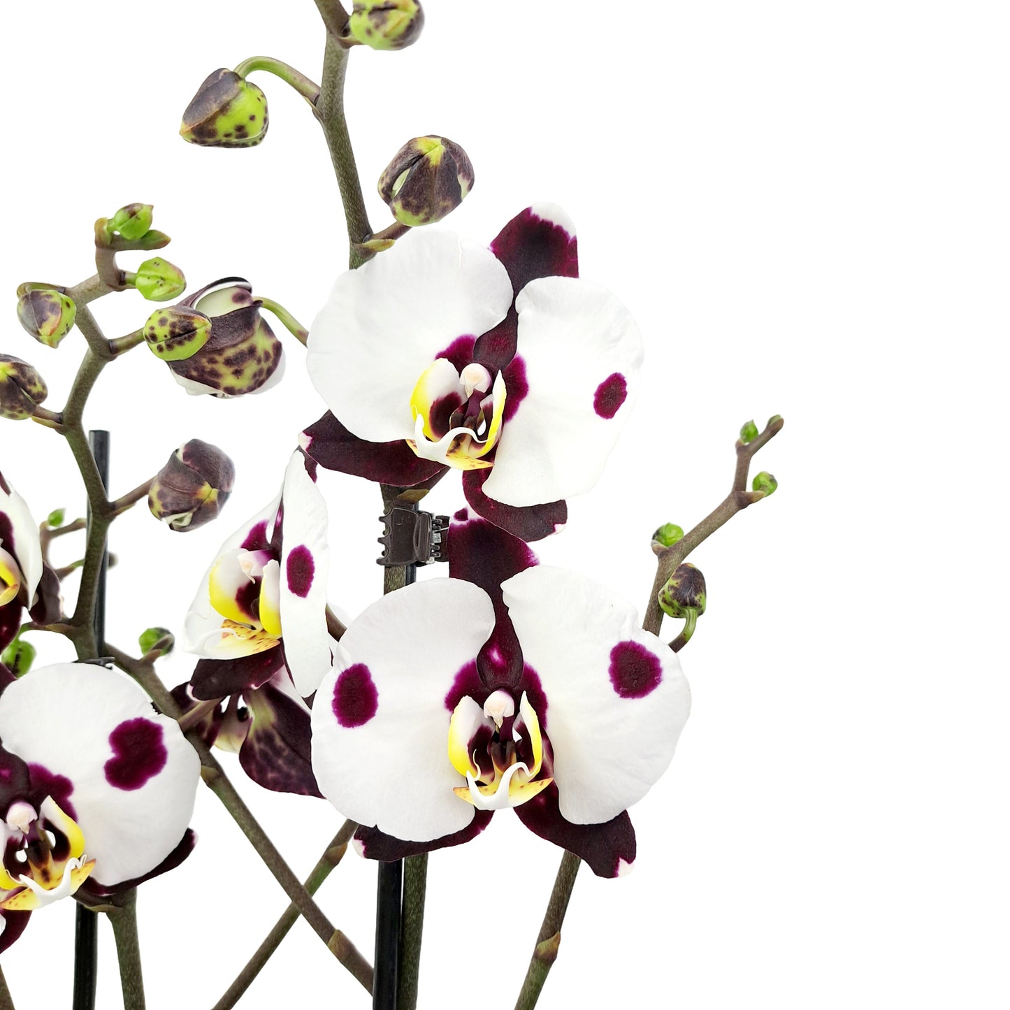Donáška kvetov - Orchidea 2-stonková 65cm Mária - slovenske-kvety.sk
