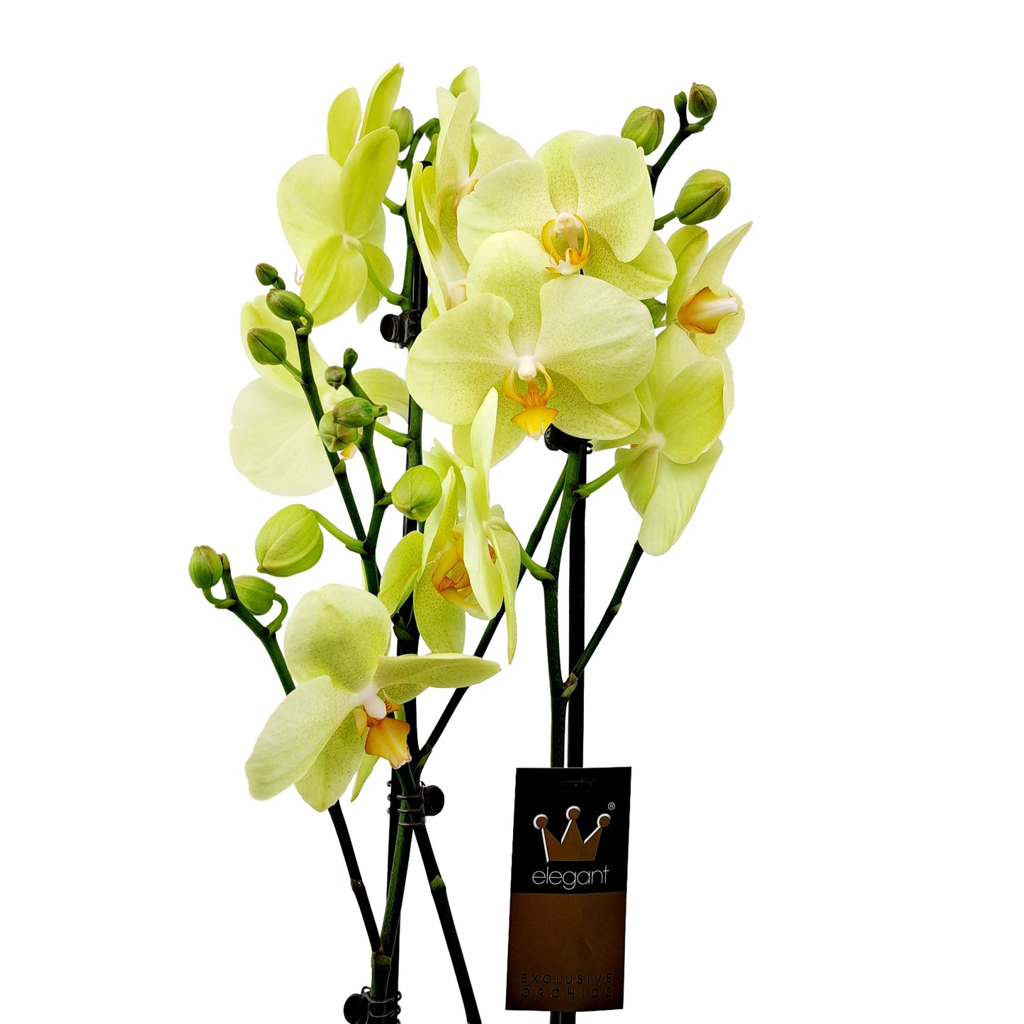 Donáška kvetov - Orchidea 2-stonková 60cm Eva žltá - slovenske-kvety.sk