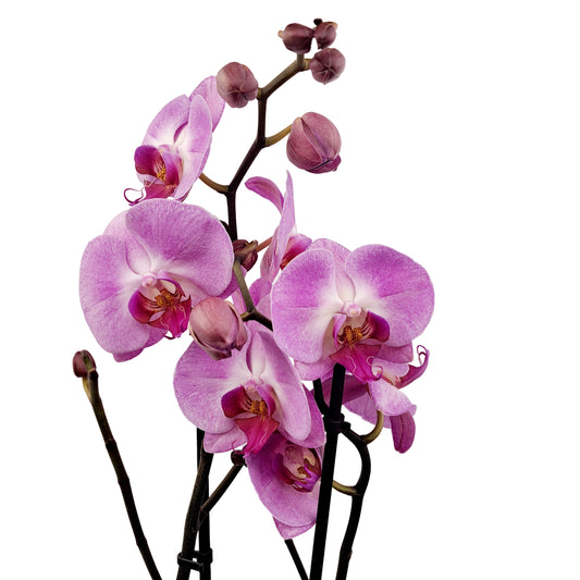 Orchidea 2-stonková 65cm Júlia