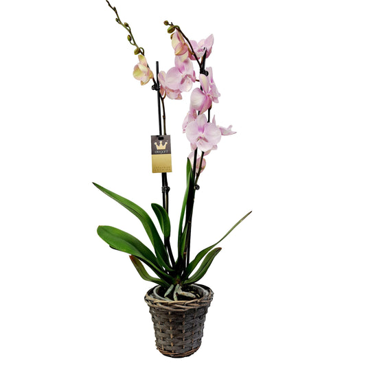 Donáška kvetov - Orchidea 2-stonková 70cm Viktória - slovenske-kvety.sk