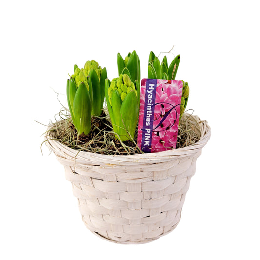Hyacinty v prútenom košíku ružové