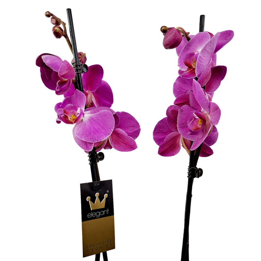 Orchidea 2-stonková 70cm Anna