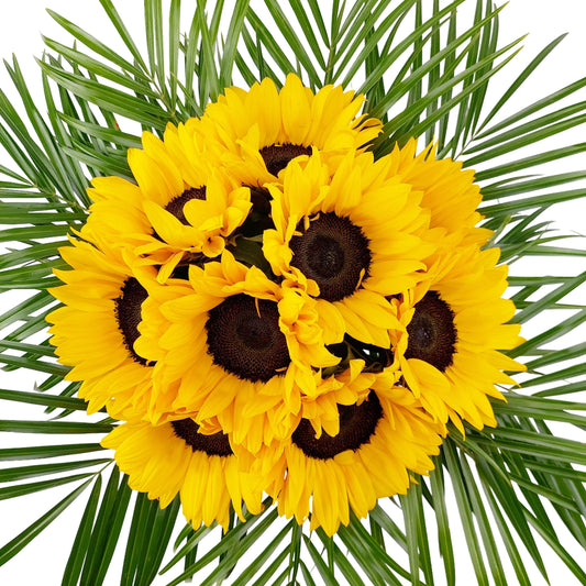 Donáška kvetov - Festival sunflower 9 slnečníc - slovenske-kvety.sk