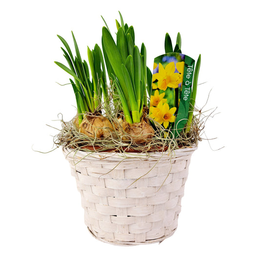 Narcisy v prútenom košíku