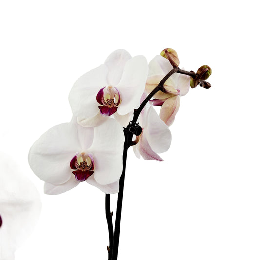 Orchidea 2-stonková 60cm Eva