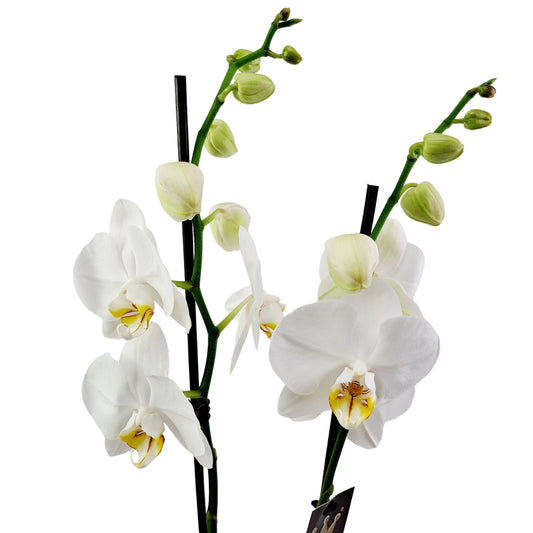 Donáška kvetov - Orchidea 2-stonková biela 65cm - slovenske-kvety.sk