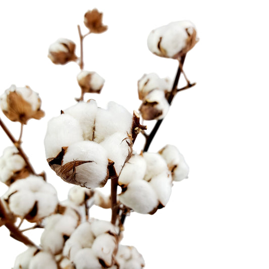 Donáška kvetov - Bavlník 5ks zväzok - slovenske-kvety.sk