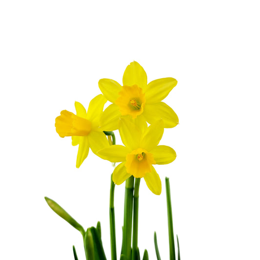 Donáška kvetov - Narcisy v prútenom košíku - slovenske-kvety.sk