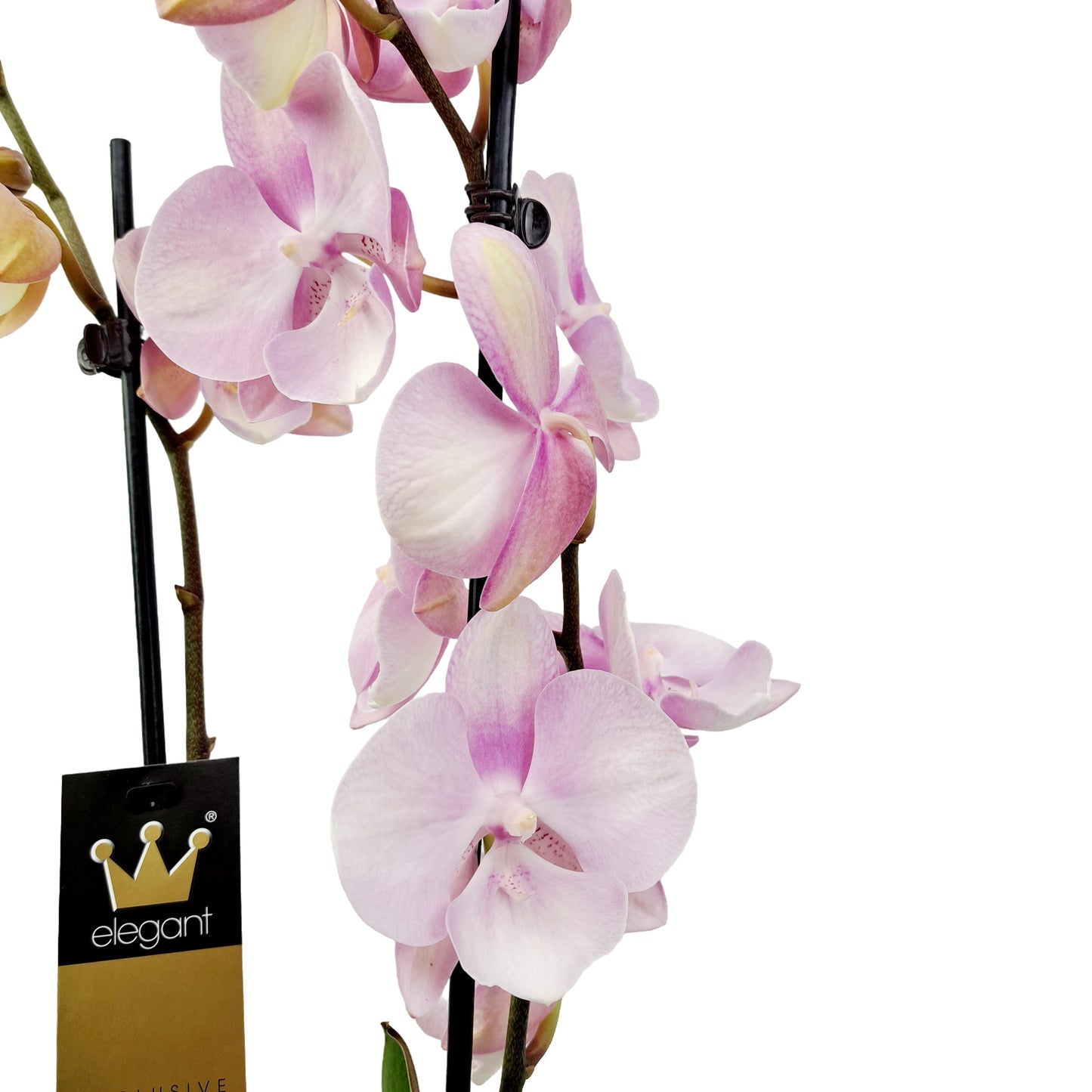 Orchidea 2-stonková 70cm Viktória