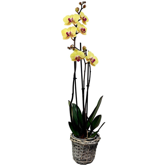 Donáška kvetov - Orchidea žltá 2-stonková 65cm Michaela - slovenske-kvety.sk