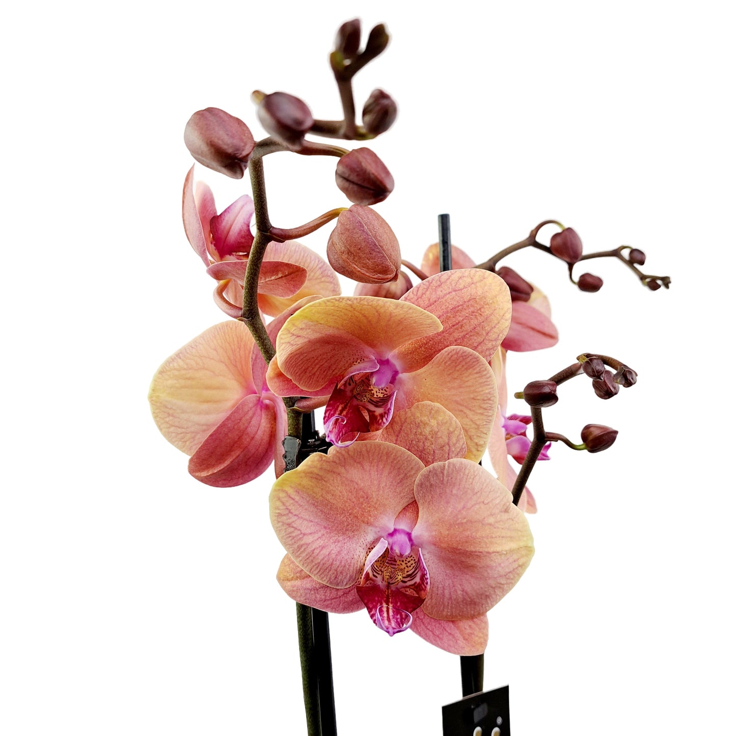 Orchidea 2-stonková 65cm Katarína