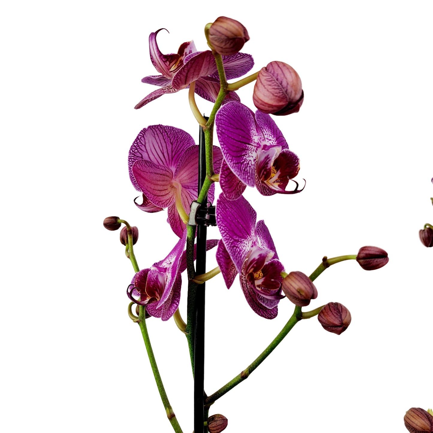 Orchidea 2-stonková 60cm Mária