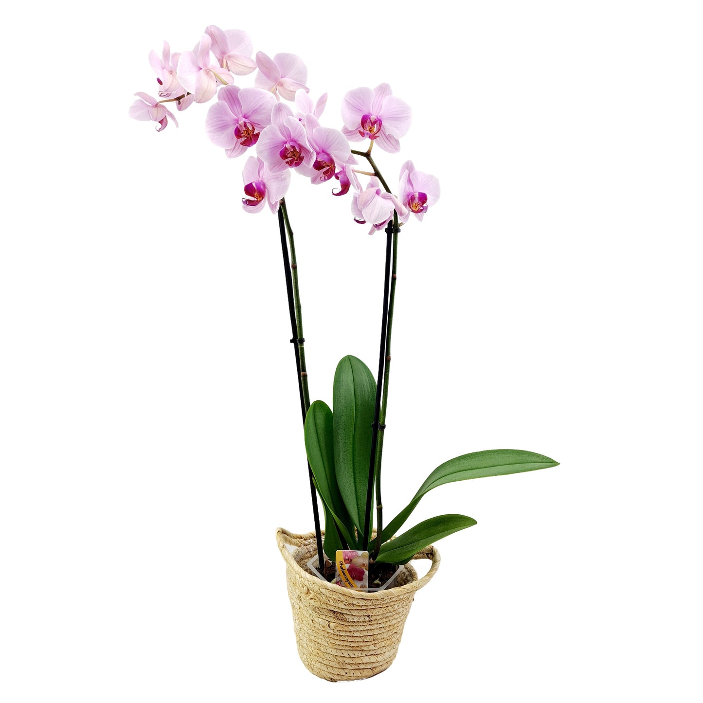 Orchidea mix 2-stonková 70cm