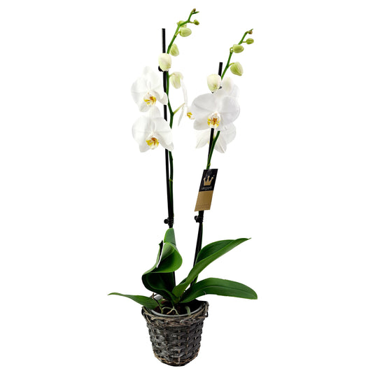 Orchidea 2-stonková biela 65cm