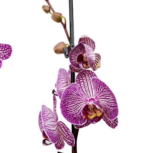 Orchidea 2-3stonková 65cm Martina