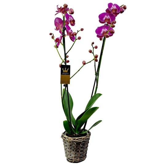 Orchidea 2-stonková 60cm Mária