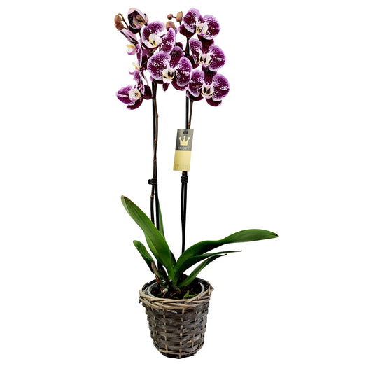 Donáška kvetov - Orchidea 2-stonková 65cm Lucia - slovenske-kvety.sk