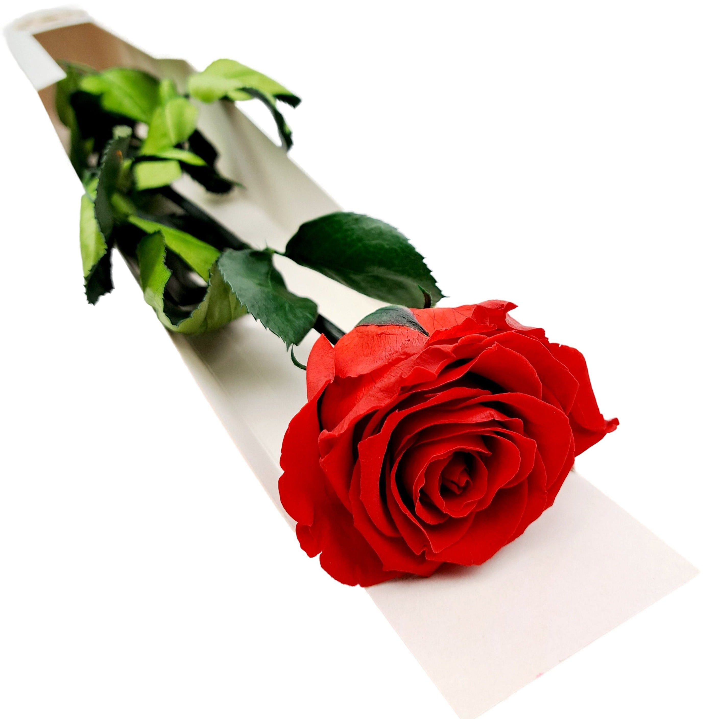 Donáška kvetov slovenskekvety.sk Stabilizovaná ruža na stonke