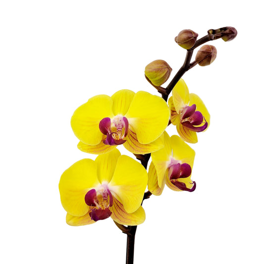 Donáška kvetov - Orchidea žltá 2-stonková 65cm Michaela - slovenske-kvety.sk